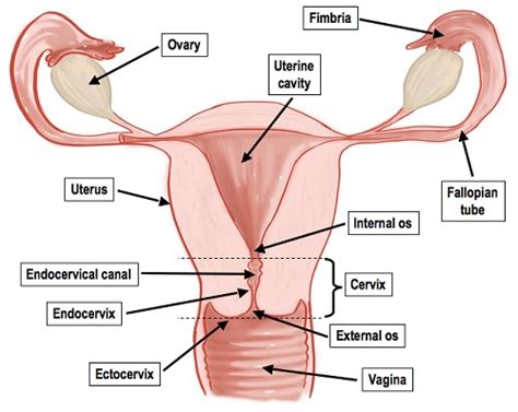 Medical And Health Science Internal Female Reproductive Organ Diagram