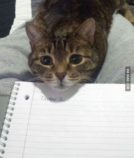 Are You Done With Your Homework Yet With Images Kittens Cute