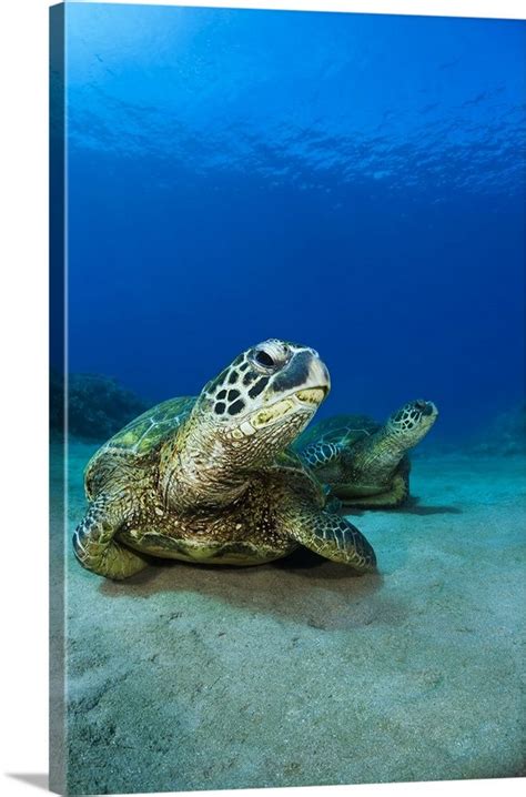 Hawaii West Maui Pair Of Green Sea Turtles Chelonia Mydas On The