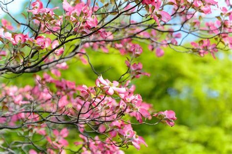 Free Images Landscape Tree Branch Sky Leaf Flower Petal Spring