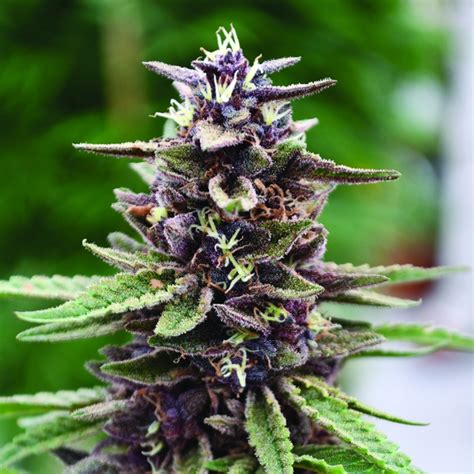 Royal Purple Kush Regular Cannabis Seeds By Emerald Triangle Seeds