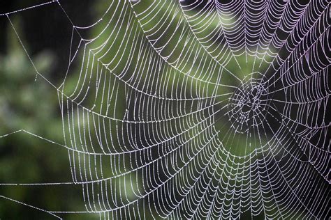 Spider Web Spiderweb Drops Weaving Hd Wallpaper Wallpaper Flare