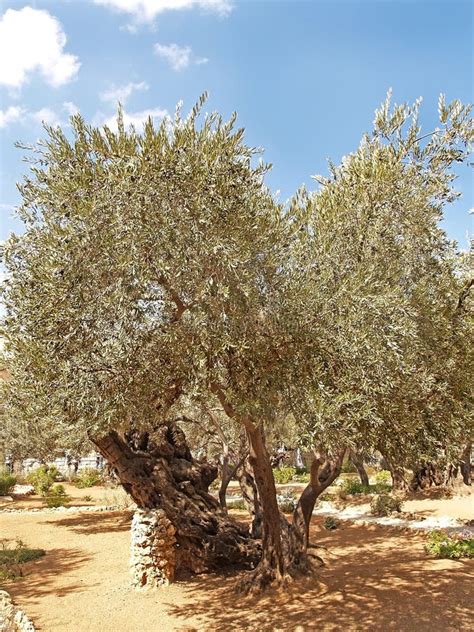 Old Olive Trees In The Garden Of Gethsemane Israel Jerusalem Stock