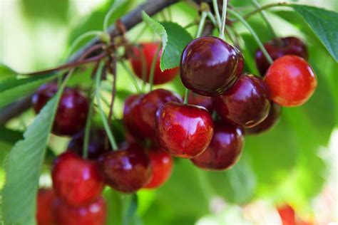 Cherry 'Morello' - Hello Hello Plants & Garden Supplies