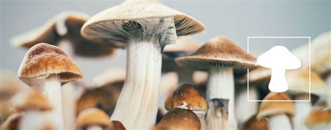 Ultimate Guide To Growing Magic Mushrooms Indoors Zamnesia Blog