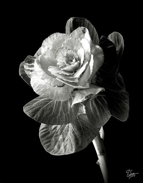 Ornamental Kale In Black And White Photograph By Endre Balogh Pixels