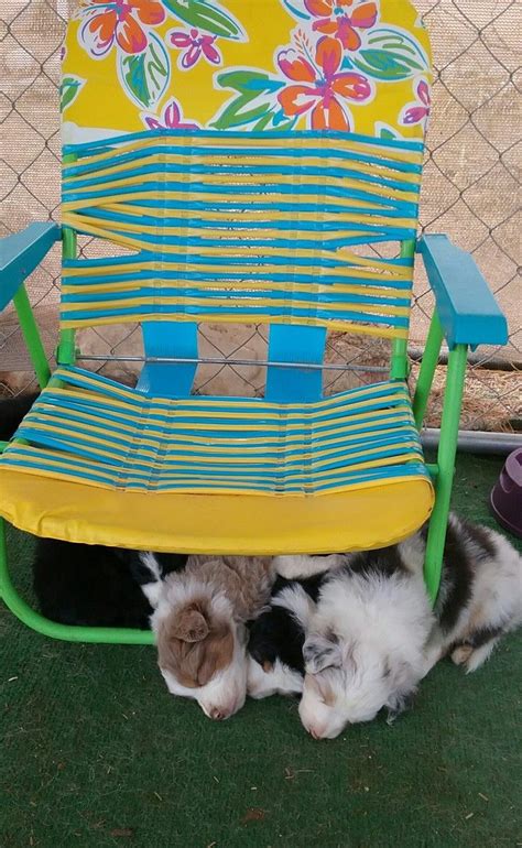 carman aussies puppies all asleep under my chair awe aussies awe chair stool chairs