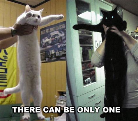 Longcat Meme Discover More Interesting Cat Comedy Happy Longcat