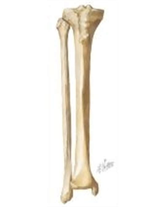 Right hand wrist bones via. Bones of Right Leg: Anterior View