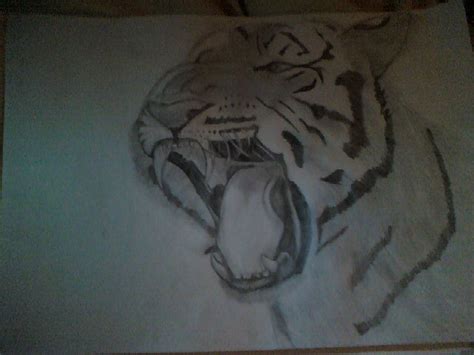 Tiger Growling Drawing By Als Dragoart