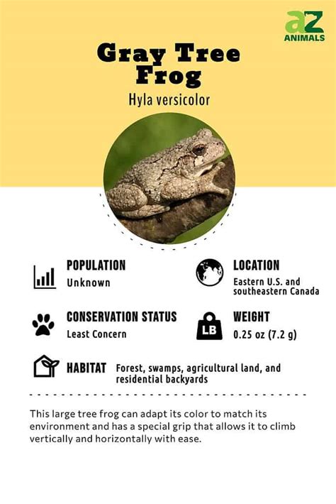 Gray Tree Frog Animal Facts Hyla Versicolor A Z Animals