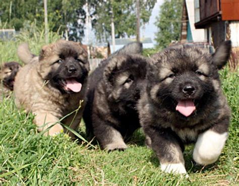 The Caucasian Shepherd Puppies