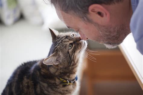 More Than Two Thirds Of Cat Owners Are Now Men Study Reveals The