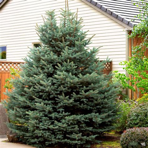 Blue Spruce Fat Albert — Green Acres Nursery And Supply
