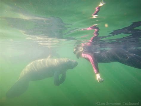 Swimming With Manatees In Crystal River And Which Florida Manatee Tours