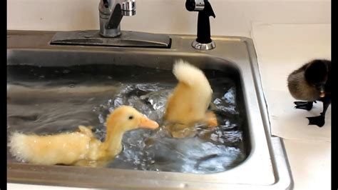 Baby Ducks Diving In The Sink Youtube