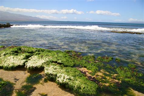 Maui Sea Sea Life Rocks Maui Beaches Barbara King Flickr
