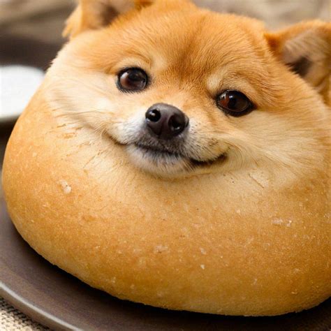 Doge Bread — создано в Шедевруме