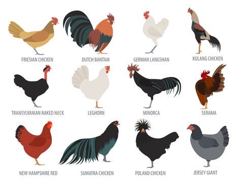 Asian Chicken Breeds Nude Gallery Telegraph