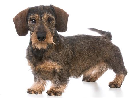 Dachshund Wirehaired Breed Guide Petbarn