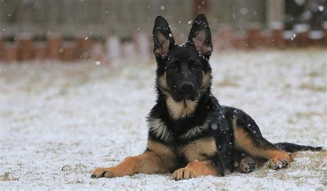 Shepherd In The Snow Photograph By Stamp City Pixels
