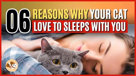 Why Does Your Cat Sleep With You 6 Reasons Youll Love Is It Okay To