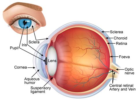 Draw A Neat And Labelled Diagram Of Structure Of The Human Eye Slwbyx77