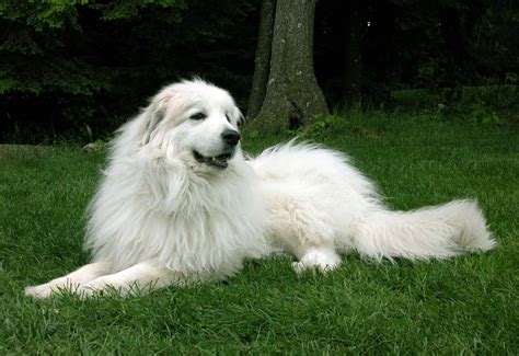 Great Pyrenees All Big Dog Breeds