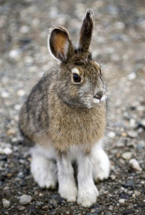 Rabbit Tularemia And Hepatic Coccidiosis In Wild Rabbit