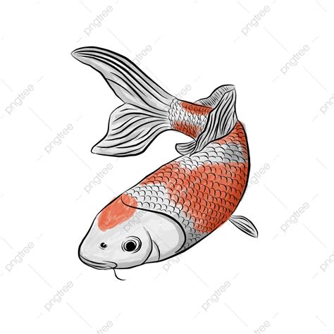 Gambar Ilustrasi Ikan Koi Ikan Koi Ikan Png Ilustrasi Png Dan Vektor