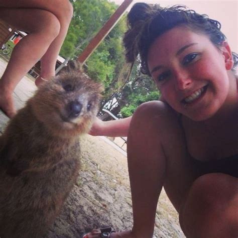 Selfies With Quokkas Is The New Hotness In Australia Strange Beaver