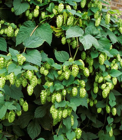 Maybe you would like to learn more about one of these? Fast-Growing Vines - How to Pick the Right Vine