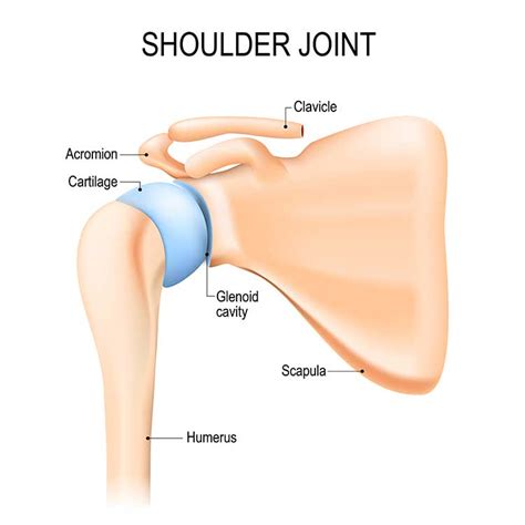 Rotator Cuff Tear Arthropathy Shoulder Arthritis Shoulder Surgeon