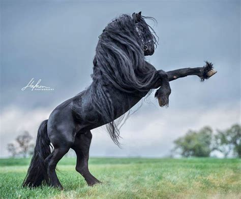 Gorgeous Black Friesian Stallion Rearing And Pawing The Air Hafner