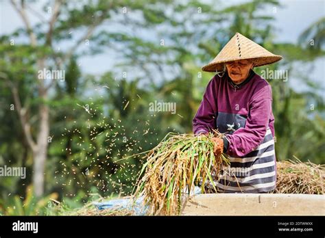 Ubud Bali Island Indonesia March 25 2017 Indonesian Farmer Woman Harvesting Winnowing Rice