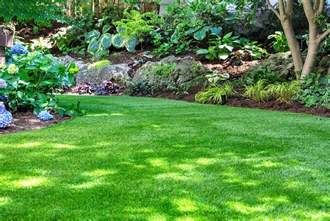 Identifying The Best Grass For Shade