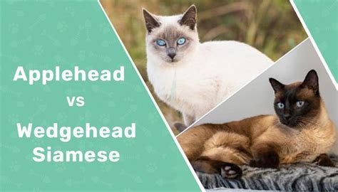 Applehead Vs Wedgehead Siamese Main Differences With Pictures