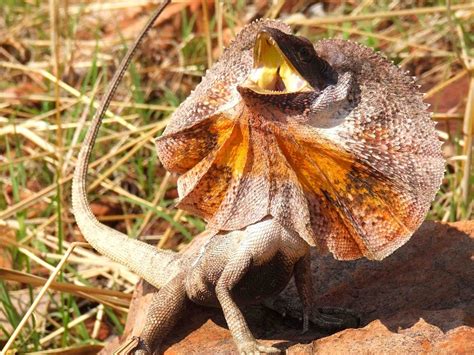 Frilled Lizard Facts And Pictures Reptile Fact