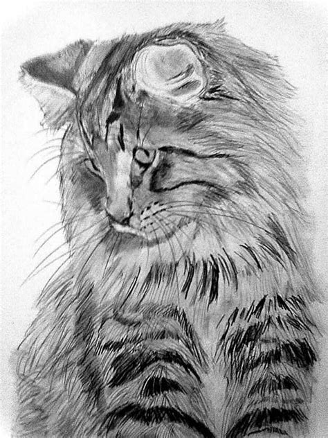 How To Draw A Norwegian Forest Cat Franklin Morrisons Coloring Pages