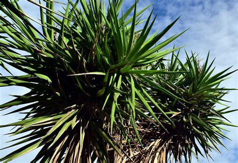 Und wie sieht e da drin mit pavillions oder hütten aus ? Yucca Palme Garten - Yucca Palme 26 Fantastische Bilder ...