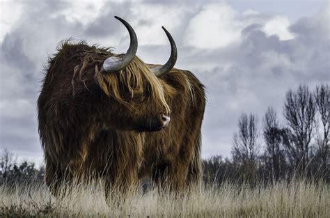 Brown Yak · Free Stock Photo
