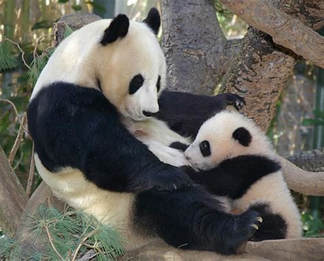 Breastfeeding Panda Bear Baby Panda Panda