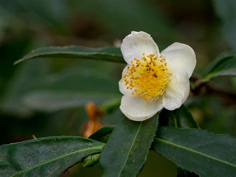 Camellia Sinensis