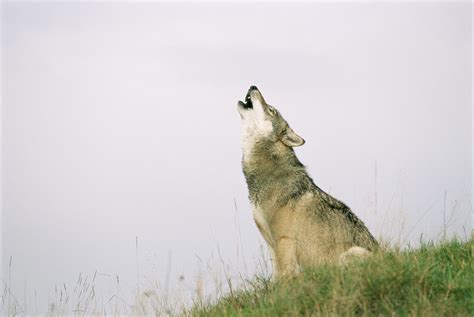 Grey Wolf Howling Photograph By Duncan Shawscience Photo Library