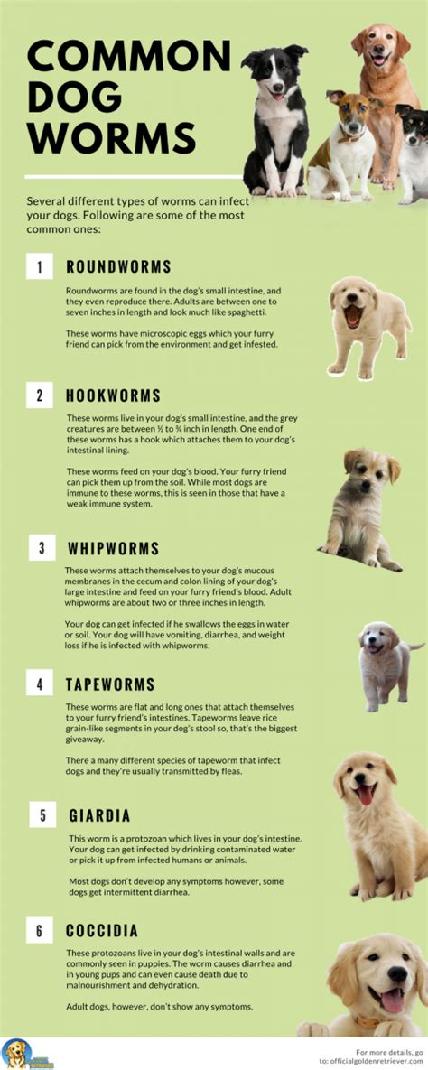 Maybe you would like to learn more about one of these? All You Need to Know About Dog Worms and Deworming ...