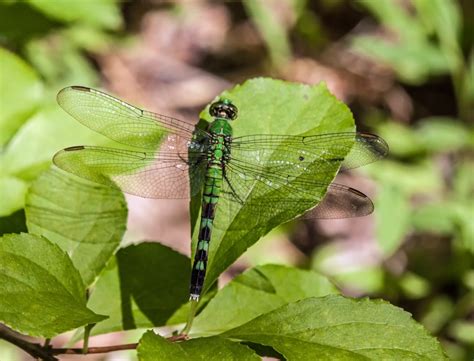 Male Eastern Pondhawk Dragonfly Mike Powell