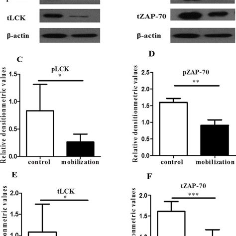 G Csf Decreased The Expression Of Lck And Zap 70 Purified Control And