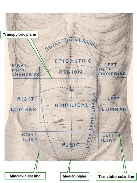 Abdominal Regions