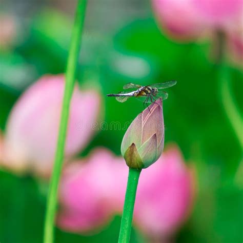 Dragonfly And Lotus Flower Stock Photo Image Of Summer 52347886