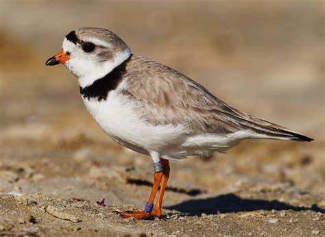 Birds Of The World Piping Plover